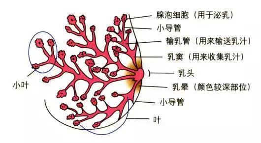 乳腺疼痛结节增生，到底要不要紧？