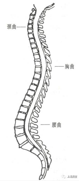 腰椎侧面观图片